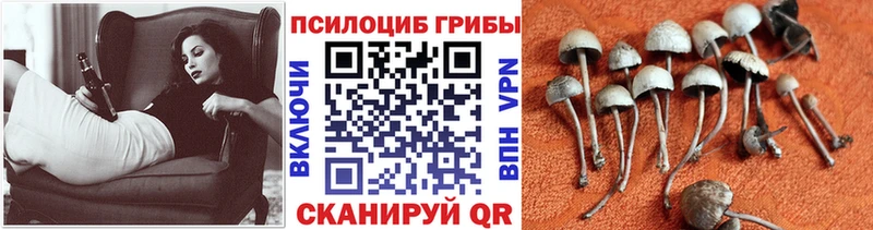 Псилоцибиновые грибы ЛСД  магазин    Черкесск 